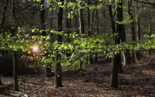 Sunbeam forest leaves light anamorphic - the ground and trees free wallpaper