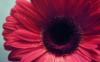 Red flower water droplets blue 2 - a black center free wallpaper