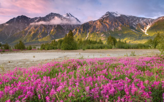 Flower field mountains sunset pink 2 - a pink flower in the foreground free wallpaper