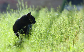 Black cat walking green field - anne nasmyth free wallpaper