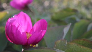 Pink flower green leaves bokeh 10 - constance copeman free wallpaper