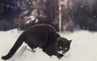 Black cat snow night starry - the snow outside free wallpaper