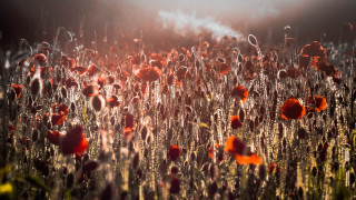 Red flowers sunset clouds cityscape - the cloud free wallpaper for desktop