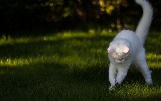 White cat green field tillt - kitsch movement free wallpaper