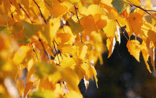 Fall tree yellow leaves blurry - elinor proby adams free wallpaper