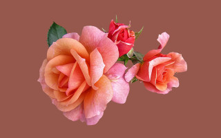 Orange pink roses brown background - a brown background free wallpaper