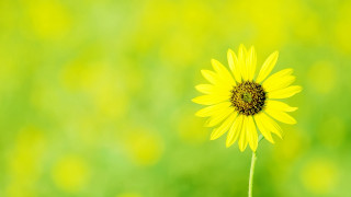 Yellow flower green grass blurry - green grass free wallpaper