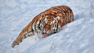 Tiger walking snow wild open - wild free wallpaper for desktop
