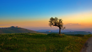 Lone tree grassy hill sunset 3 - a lone tree free wallpaper