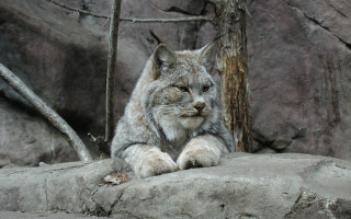 Lynx rocks forest naturalism illustration - a rock wall behind free wallpaper