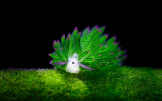 Green bush butterfly wings biolu - a green surface free wallpaper for desktop