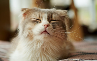 Cat laying eyes closed blurry - its eye free wallpaper