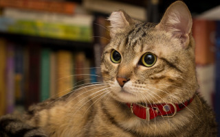 Cat red collar looking at - a red collar free wallpaper