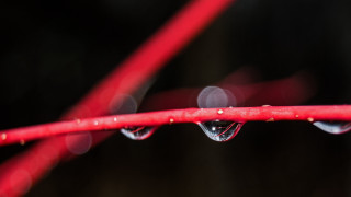 Red branch water drops macro - end free wallpaper for desktop