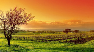 Sunset tree field red sky - a red sky in the background free wallpaper