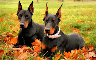 Two dogs autumn leaves symmetrical - symmetrical eye free wallpaper