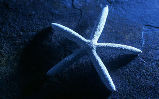 White starfish blue shadow black - a blue surface free wallpaper