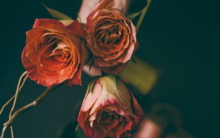 Person holding roses bouquet roses - the flower free wallpaper