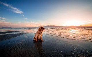 Dog beach sunset reflection ocean 2 - the background and the water free wallpaper