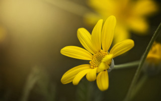 Yellow flower macro blurry background 2 - derek chittock free wallpaper