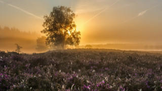Tree fog sunset lake mountain - arie smit free wallpaper