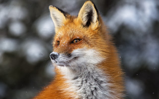 Red fox snowy face distant - a red fox free wallpaper
