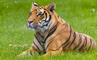 Tiger laying in grass looking - a tiger free wallpaper