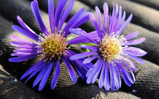Purple flower blanket macro photorealism - two purple flower free wallpaper