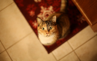 Curious cat on rug tiltshift - curious free wallpaper
