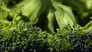 Broccoli water drops macro green - broccoli free wallpaper