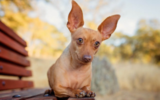 Sad dog bench outdoors blurry - its face and ears free wallpaper