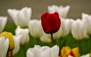 Red tulip field bokeh blurry - dirck van der lisse free wallpaper