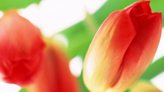 Red flower bokeh macro blurry - the background and a blurry background behind free wallpaper for desktop