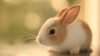 Small rabbit table camera microscopic - a small rabbit free wallpaper