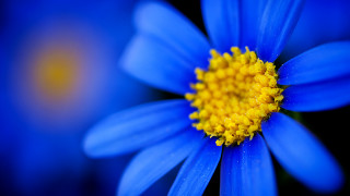 Blue flower yellow center macro 7 - esao free wallpaper