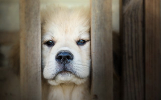 Sad dog fence photo blurry - its face and head free wallpaper