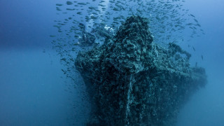 Large boat fish seaweed surrealist - sculpture free wallpaper