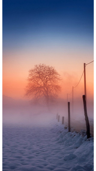 Foggy field tree fence foreground - eric deschamps free wallpaper for mobile