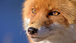 Red fox closeup blue sky - a close up free wallpaper for desktop