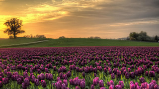 Purple flower field sunset tree - free spring wallpaper for desktop
