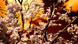 Tree white flowers yellow sky - backlight free wallpaper