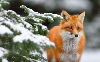 Red fox snow tree branch - the snow next free wallpaper
