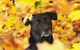 Black dog autumn leaves battle - color free wallpaper