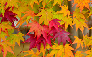 Tree leaves fence autumn forest - many free wallpaper