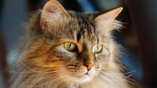 Cat green eyes portrait renaissance 2 - renaissance free wallpaper