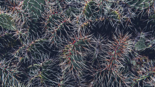 Cactus closeup needles green background - sharp high detail free wallpaper