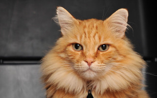 Cat tie serious regal animal - a tie free wallpaper