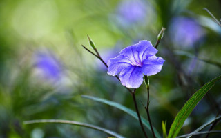 Purple flower green field bokeh 2 - a green field of grass free wallpaper