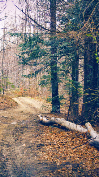 Dirt road woods fallen tree - free forest wallpaper for mobile