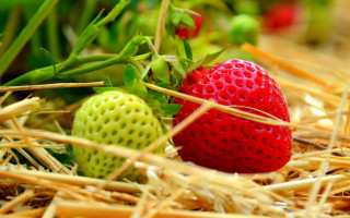 Strawberries hay field blurry background - top of a pile free wallpaper